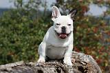 BOULEDOGUE FRANCAIS 701